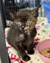 adoptable Cat in Fort Walton Beach, FL named TORTELLINI