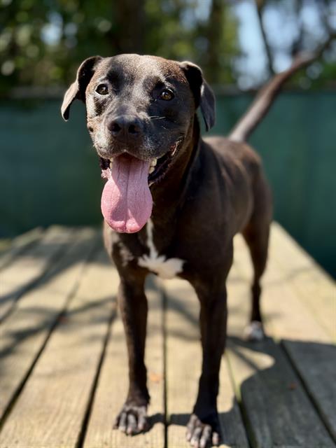 adoptable Dog in Fort Walton Beach, FL named BASH