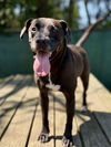 adoptable Dog in  named BASH