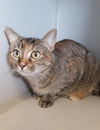 adoptable Cat in Fort Walton Beach, FL named JANET