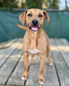adoptable Dog in fort walton beach, FL named DEVI