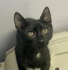 adoptable Cat in Fort Walton Beach, FL named BENEDICT