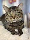 adoptable Cat in fort walton beach, FL named CHARLIE
