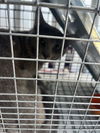 adoptable Cat in  named ZADDY