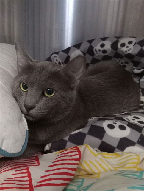 adoptable Cat in Fort Walton Beach, FL named ZADDY