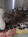 adoptable Cat in Fort Walton Beach, FL named ZADDY