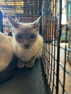 adoptable Cat in  named ASIA