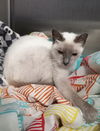 adoptable Cat in Fort Walton Beach, FL named ASIA