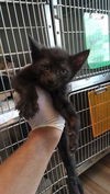 adoptable Cat in  named VIVIENNE