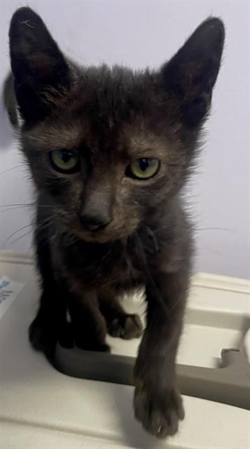 adoptable Cat in Fort Walton Beach, FL named VIVIENNE