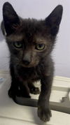 adoptable Cat in Fort Walton Beach, FL named VIVIENNE