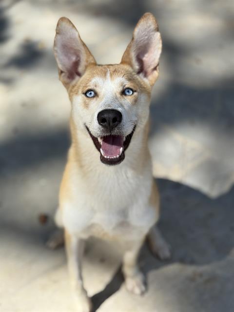 adoptable Dog in Fort Walton Beach, FL named WHITE OWL