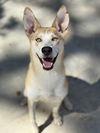 adoptable Dog in  named WHITE OWL