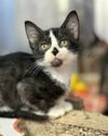 adoptable Cat in  named AZMUTH