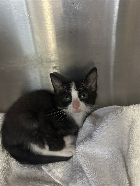 adoptable Cat in Fort Walton Beach, FL named GLUTO