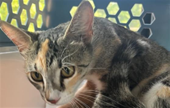 adoptable Cat in Fort Walton Beach, FL named LEAFEON