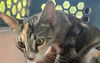 adoptable Cat in  named LEAFEON