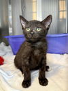adoptable Cat in  named SAPPHIRE