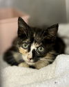 adoptable Cat in  named PRINCESS FURRYBOTTOM