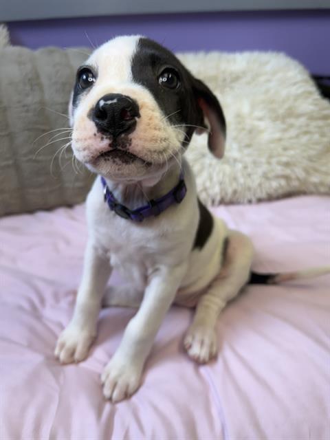 adoptable Dog in Fort Walton Beach, FL named BANDIT
