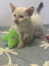 adoptable Cat in  named MR. MERTLE