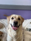 adoptable Dog in  named HONEY