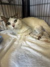 adoptable Cat in  named SILAS