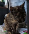 adoptable Cat in  named LADY ESMERALDA VONCLAW