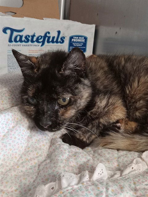 adoptable Cat in Fort Walton Beach, FL named LADY ESMERALDA VONCLAW