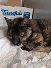 adoptable Cat in Fort Walton Beach, FL named LADY ESMERALDA VONCLAW