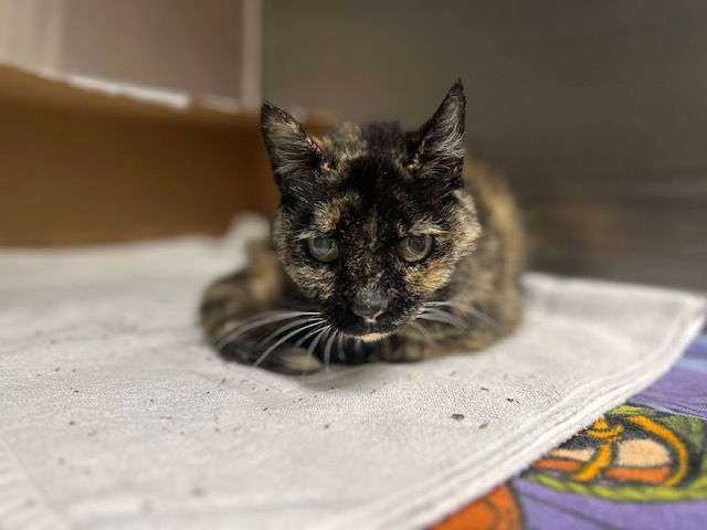 adoptable Cat in Fort Walton Beach, FL named LADY ESMERALDA VONCLAW