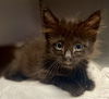 adoptable Cat in  named TOASTER STRUDEL