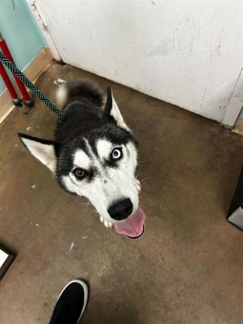 adoptable Dog in Fort Walton Beach, FL named SELENE
