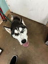 adoptable Dog in , FL named SELENE