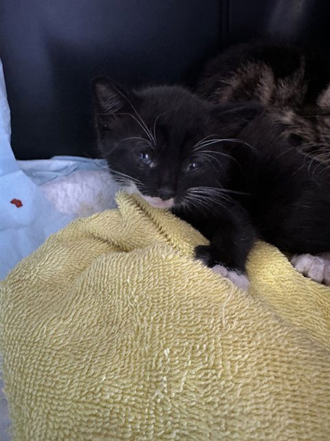 adoptable Cat in Fort Walton Beach, FL named MAX