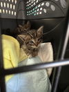 adoptable Cat in  named ARI