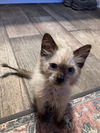 adoptable Cat in  named THEO