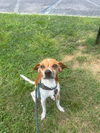 adoptable Dog in  named URKEL