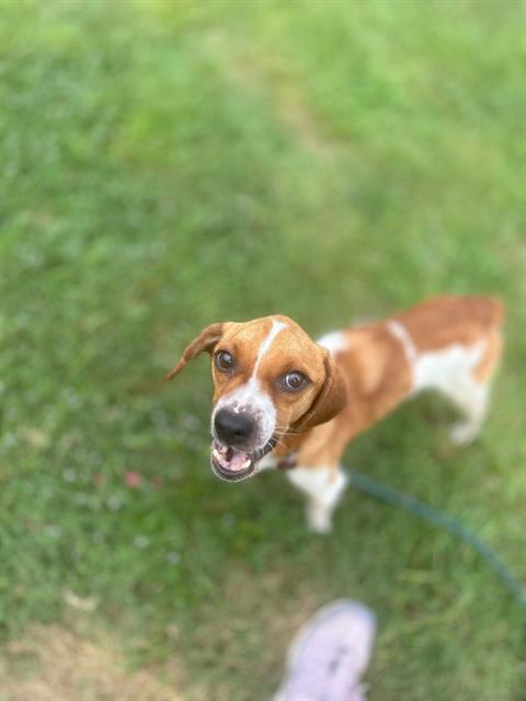 adoptable Dog in Fort Walton Beach, FL named STEVE