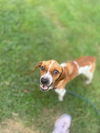 adoptable Dog in  named STEVE