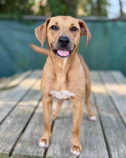 adoptable Dog in Fort Walton Beach, FL named DEVI