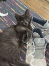 adoptable Cat in  named WHISPER