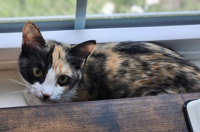 PEPPER
