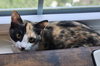 PEPPER - Photo 1