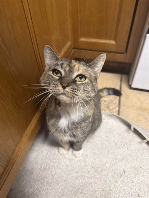 KOVU