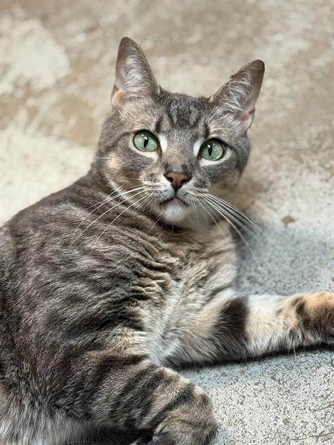MILO - Domestic Short Hair available for adoption