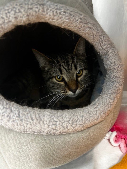picture of the cat needing adoption