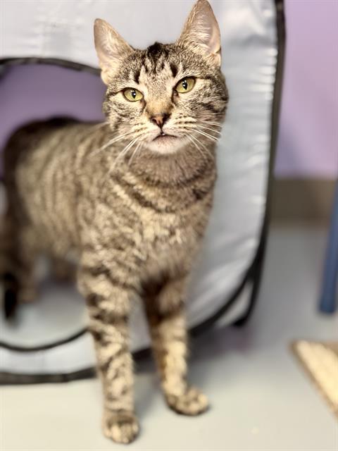 KUVIRA, an adoptable Domestic Short Hair in Fort Walton Beach, FL