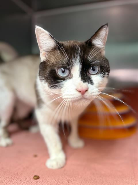 picture of the cat needing adoption