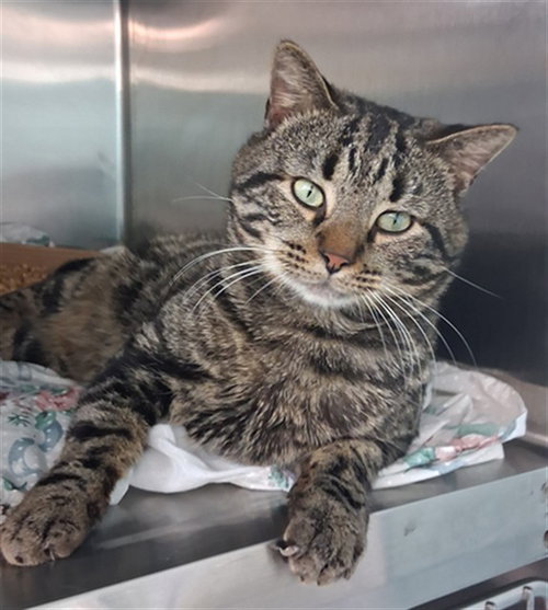BIG POPPA, an adoptable Domestic Short Hair in Fort Walton Beach, FL